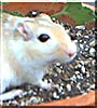 Apple the Gerbil