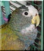 Pete the White Pionus