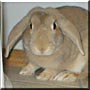 Dopey the French Mini Lop