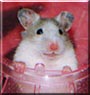 Luna the Hamster