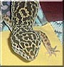 Gecky the Leopard gecko