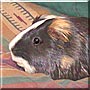 Hermees the English Guinea Pig