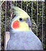 Lolita the Cockatiel