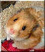 Happy the Teddy Bear hamster