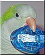 Kiwi the Quaker, Monk Parrot
