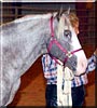 Dance the Spanish Mustang