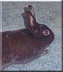 Oatmeal the Polish Dwarf Rabbit