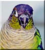Petrie the Green Cheek Conure
