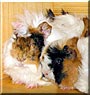 Fred & Xaver the Guinea Pig