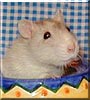 Lily the Capped rat