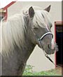 Lou the Miniature Horse