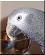 Rinngo the Timneh African Grey