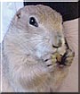 Sadie the Prairie Dog