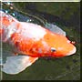 Ariel the Butterfly Koi