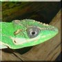 Zabubafu the Cuban Knight Anole