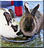 Cremora, Mocha Latte the Rabbits