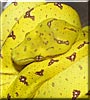 Albi the Green Tree Python