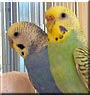 Blueberry and Bud the Budgies