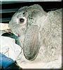 Eyelash the Mini Lop Rabbit