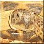 Otis the Russian Tortoise