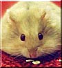Chai the Russian Dwarf Hamster