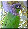 Nicky the Green cheek conure