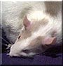 Roxy the Fancy rat