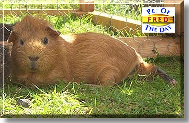 Fred, the Pet of the Day