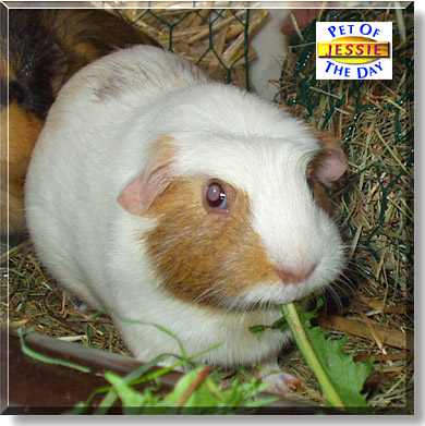 Jessie, the Pet of the Day