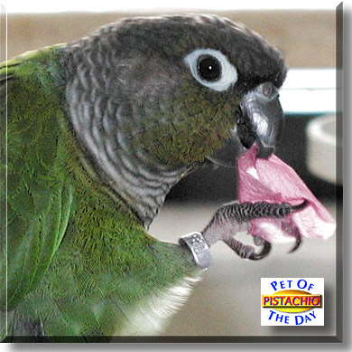 Pistachio, the Pet of the Day