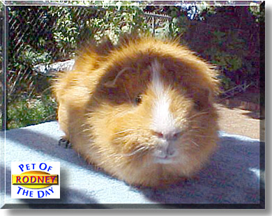 Rodney, the Pet of the Day