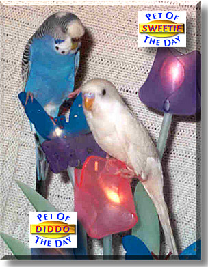 Sweetie, Diddo, the Pet of the Day