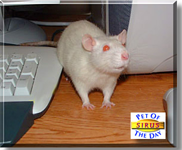 Sirus, the Pet of the Day