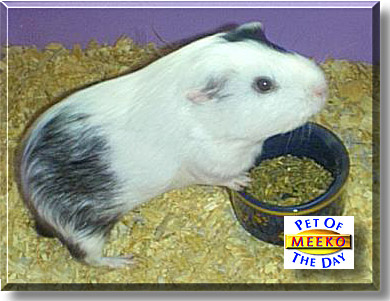 Meeko, the Pet of the Day