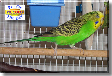 Piccolo, the Pet of the Day