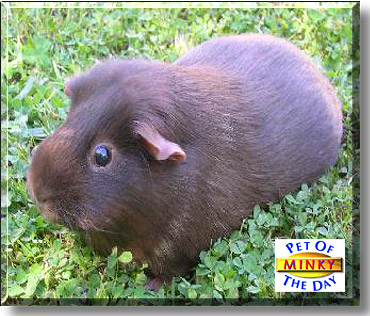 Minky, the Pet of the Day