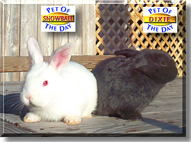 Snowball, Dixie, the Pet of the Day