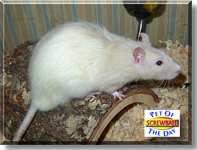 Screwball, the Pet of the Day