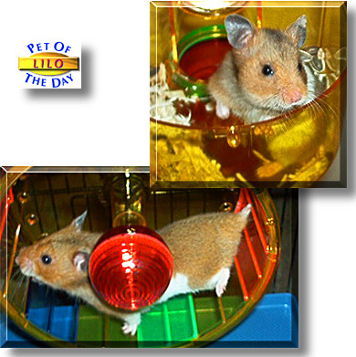Lilo, the Pet of the Day
