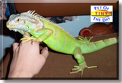 Tiny, the Pet of the Day