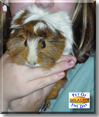 Milagro, the Pet of the Day