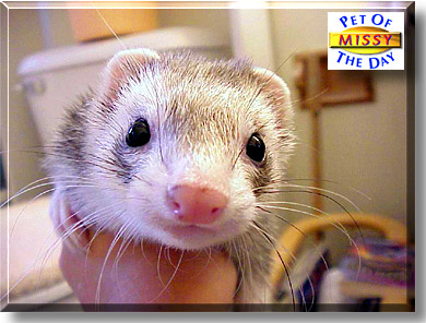 Missy, the Pet of the Day