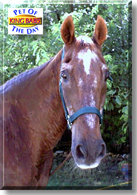 King Babs, the Pet of the Day