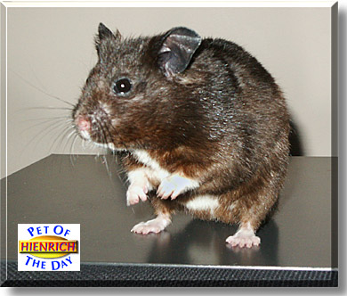 Hienrich, the Pet of the Day