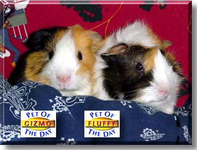 Gizmo and Fluffy, the Pet of the Day