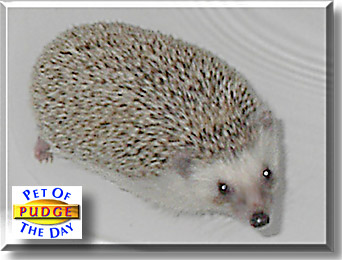 Pudge, the Pet of the Day