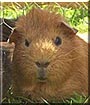 Fred the Guinea Pig