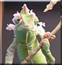 Cleo the Veiled Chameleon