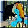 Mya the Toco Toucan
