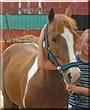 Cherokee the Quarter Horse, Arabian